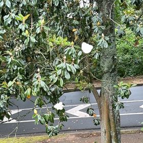 Photo of the plant species Southern Magnolia by @CopaceticMizuna named Sonora on Greg, the plant care app