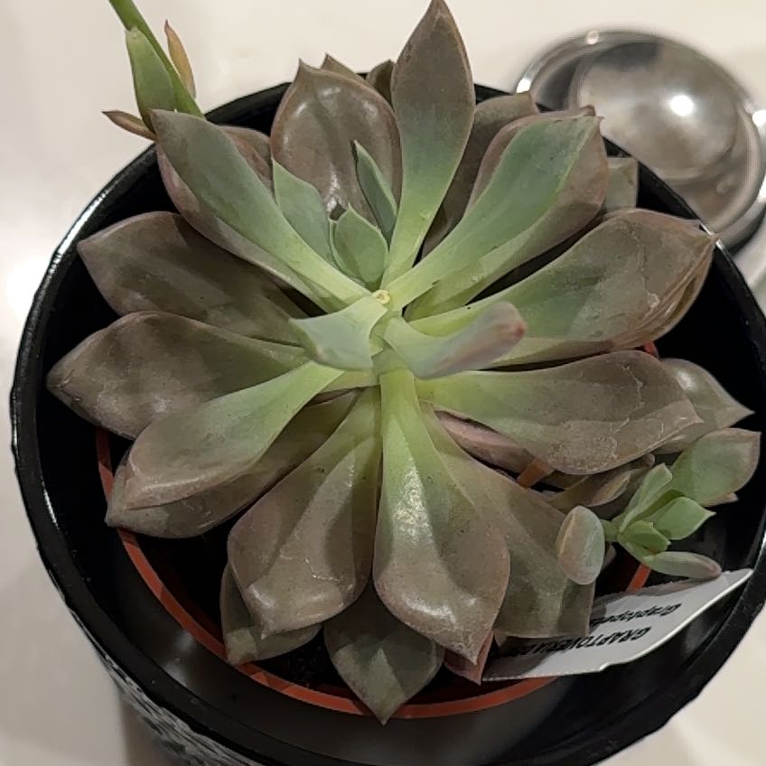 Photo of the plant species Graptoveria Debbi by @ZestfullyPurei named Gemma on Greg, the plant care app