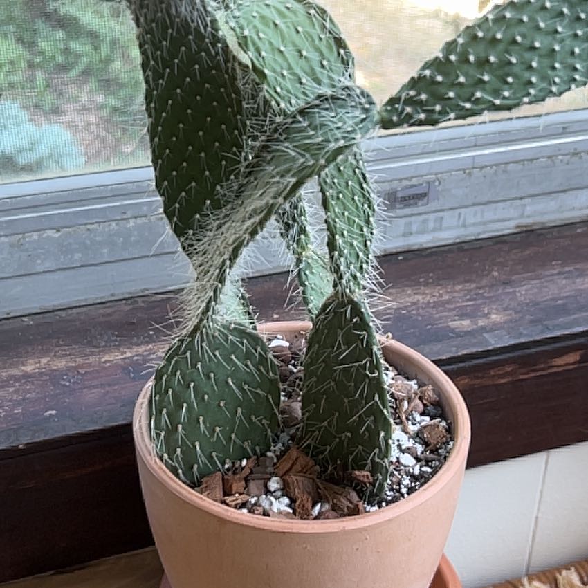 Photo of the plant species Arborescent Prickly Pear by @AgileWormseed named Harper on Greg, the plant care app