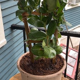 Photo of the plant species Mandevilla by @AgileWormseed named ChloroPhil on Greg, the plant care app
