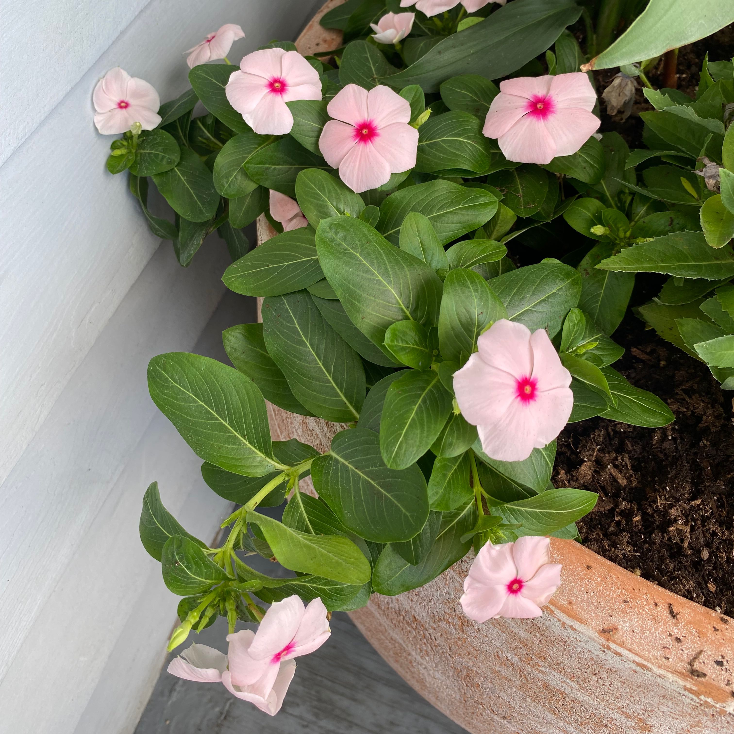 Bright Eyes plant with pink flowers and red centers in a large pot.