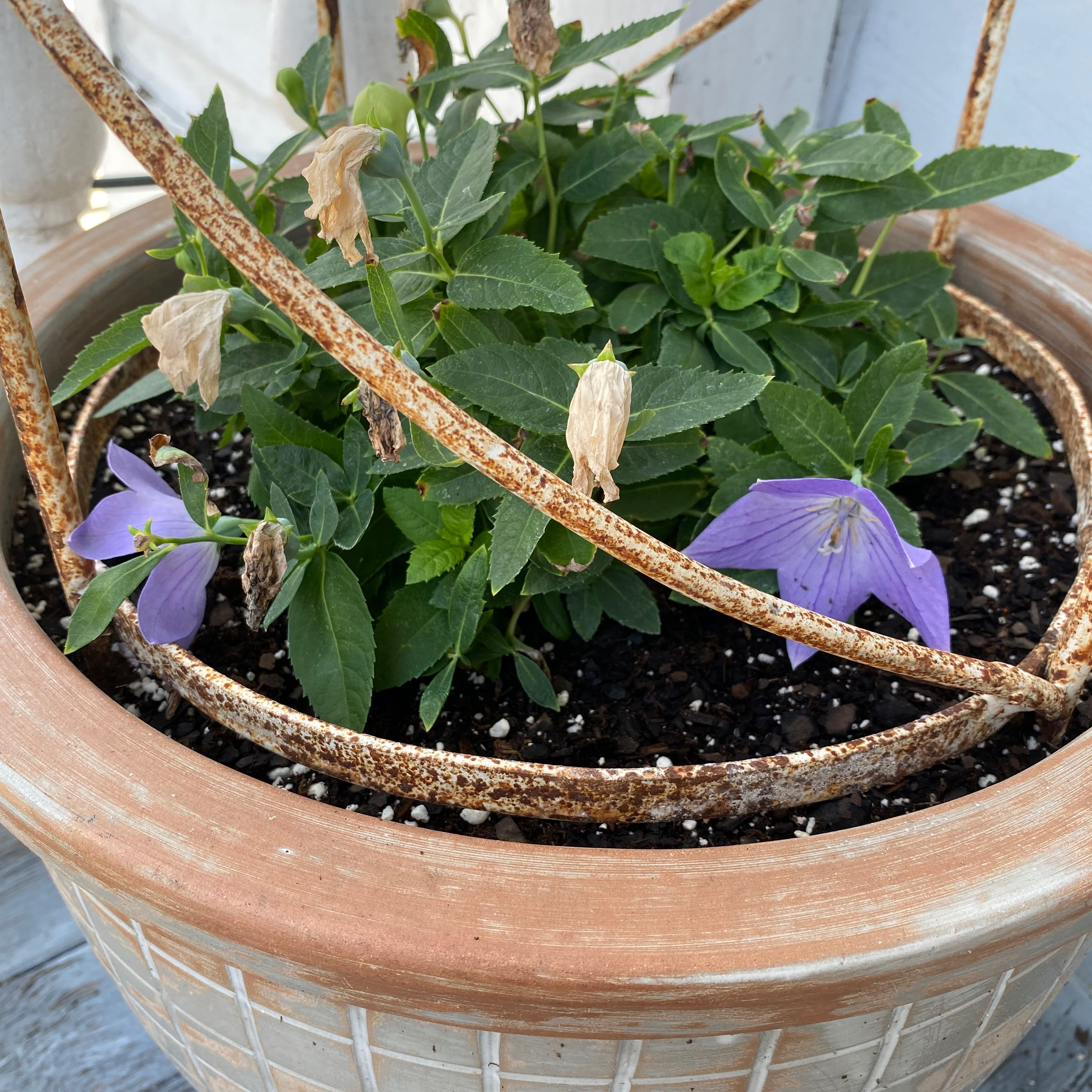 🎈 How and When Should I Cut Back My BalloonFlower?