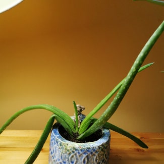 Aloe Vera plant in Elgin, New Brunswick