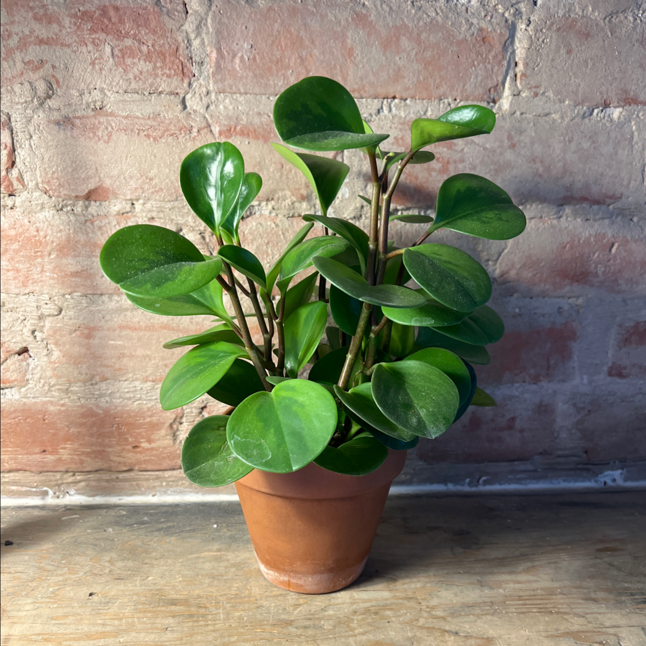 Lemon Lime Peperomia plant in a terracotta pot against a brick wall.