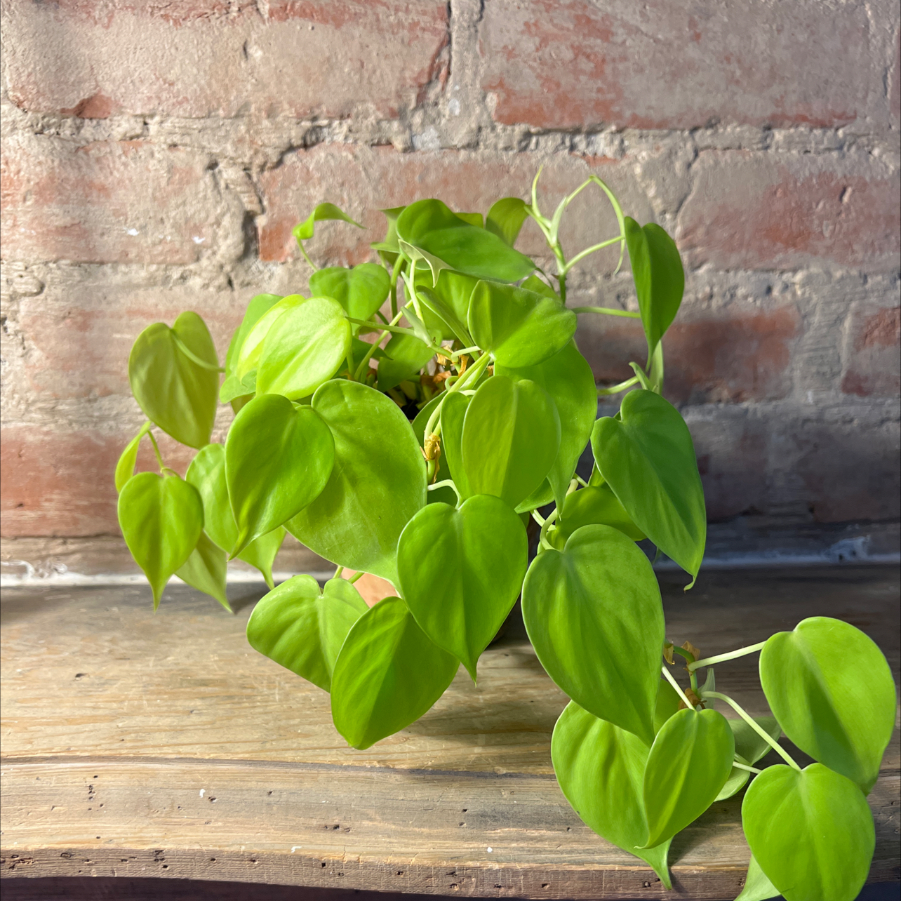 Photo of the plant species Philodendron Lemon Lime by @Turkey named philodendron 'lemon lime' on Greg, the plant care app
