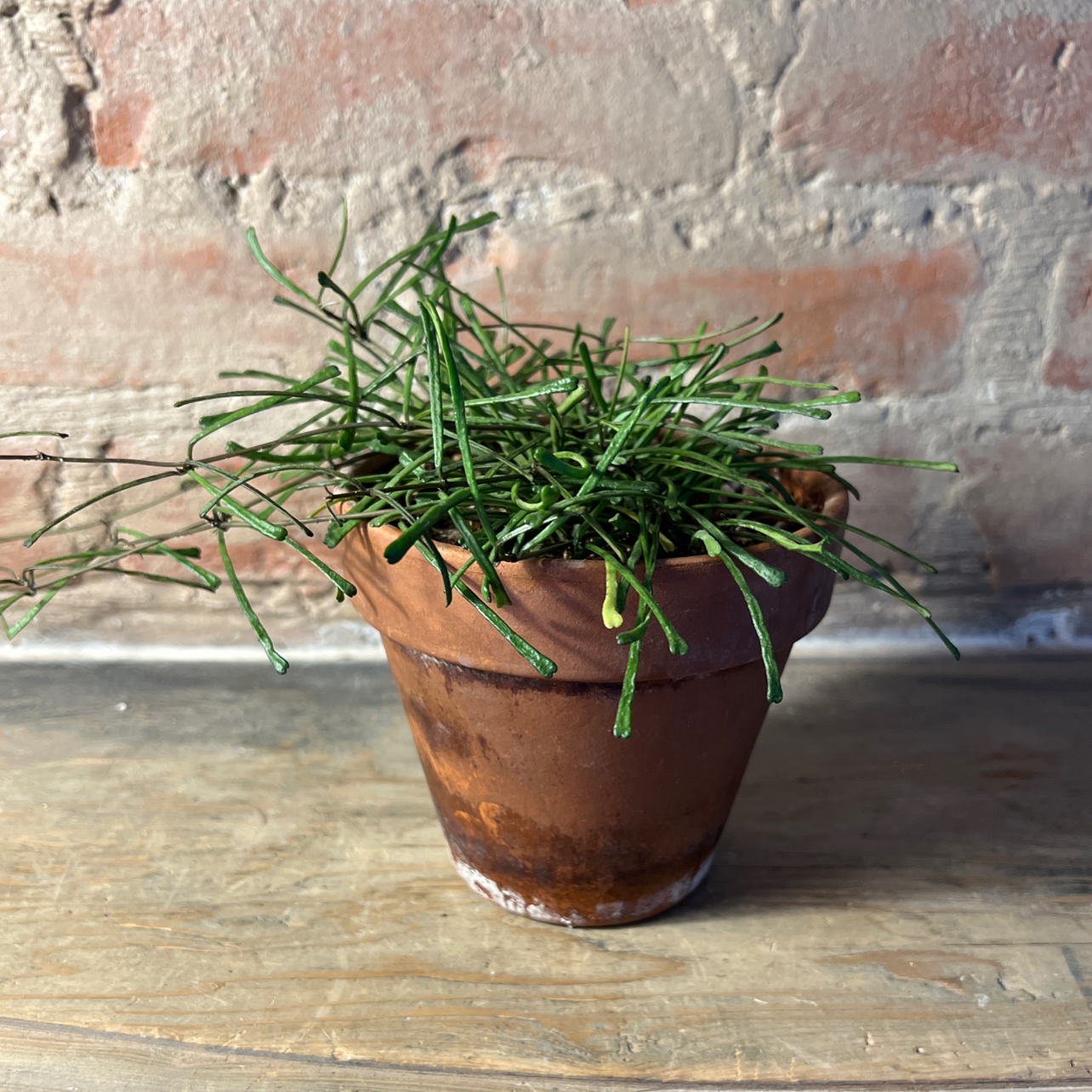 Potted Grass-leaved Hoya plant with thin, grass-like leaves on a wooden surface against a brick wall.