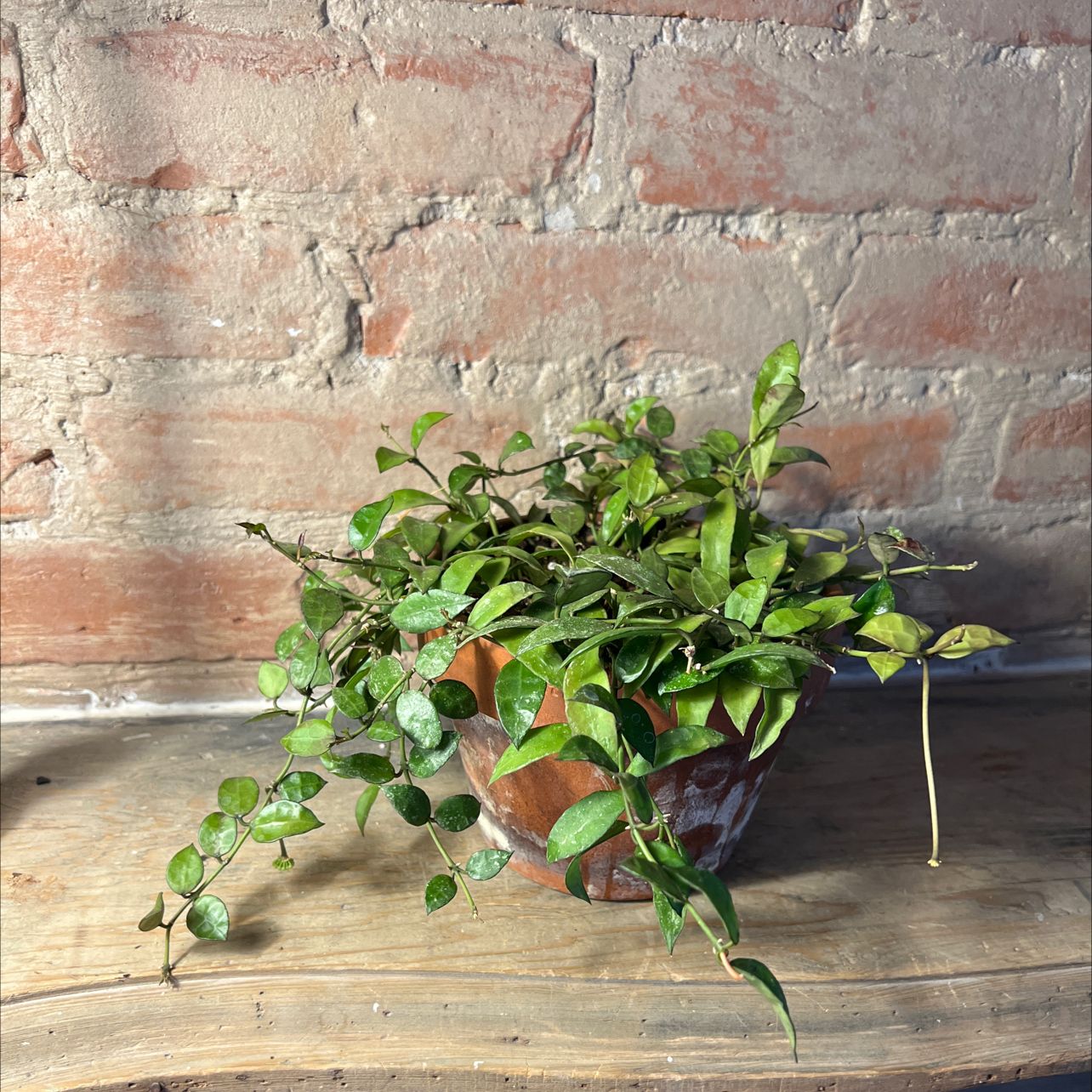 Potted Hoya lacunosa plant with small green leaves on a wooden surface against a brick wall.