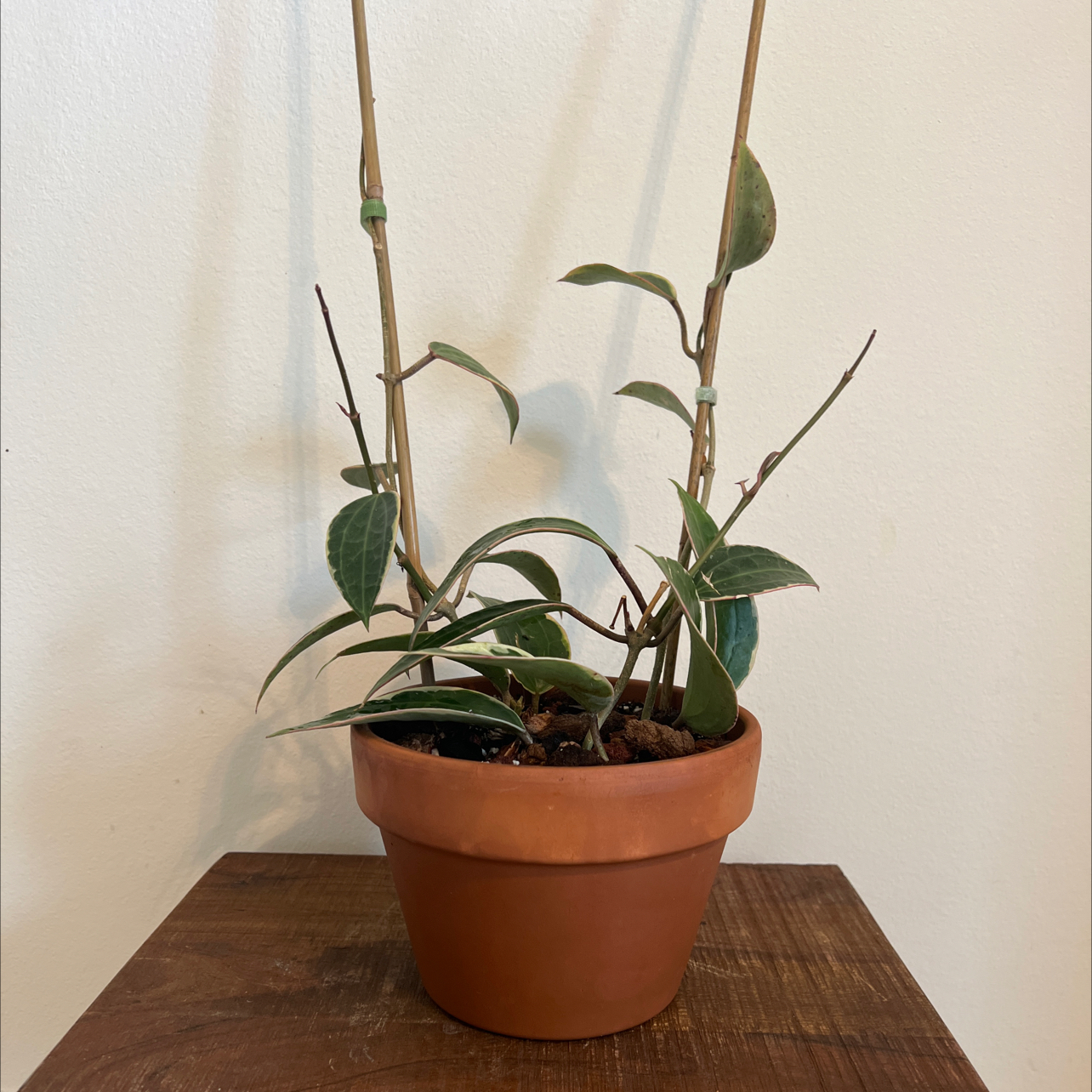 Potted Hoya macrophylla plant with green leaves, well-framed and in focus.