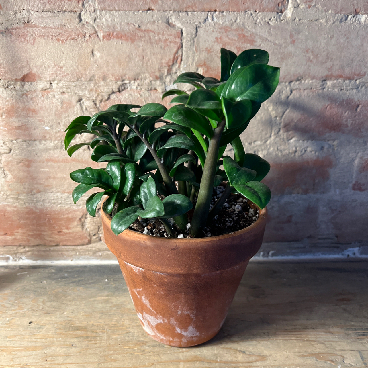 Dwarf ZZ plant in a terracotta pot with dark green, glossy leaves against a brick wall.