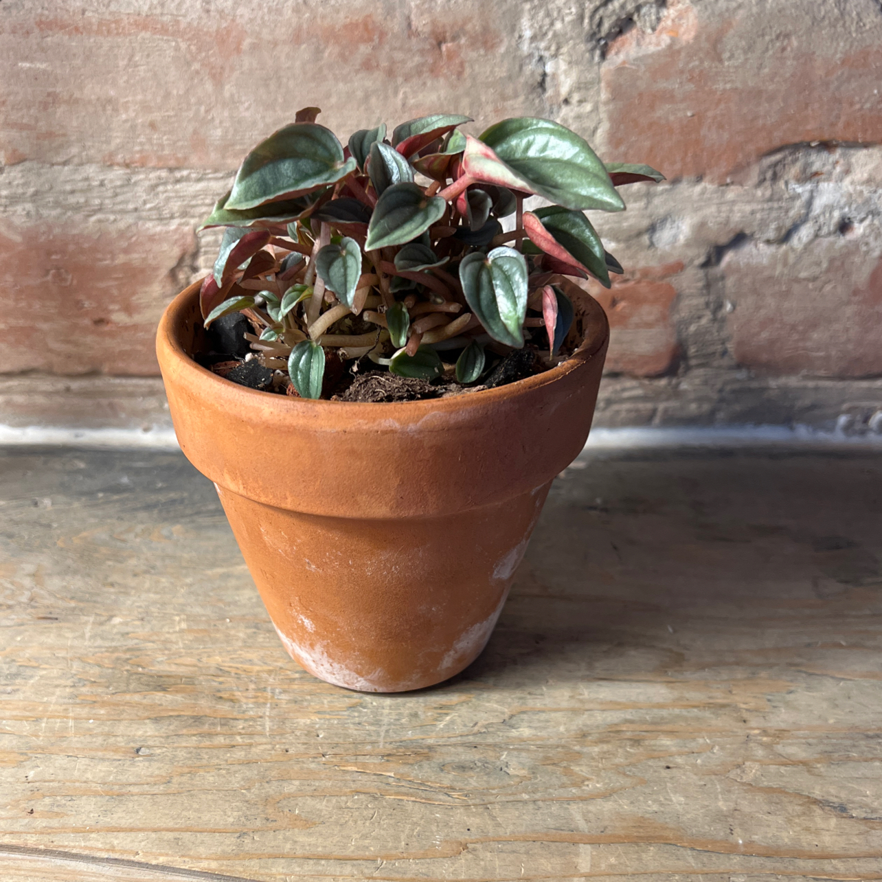 Peperomia 'Napoli Nights' plant in a terracotta pot with variegated green and pink leaves.