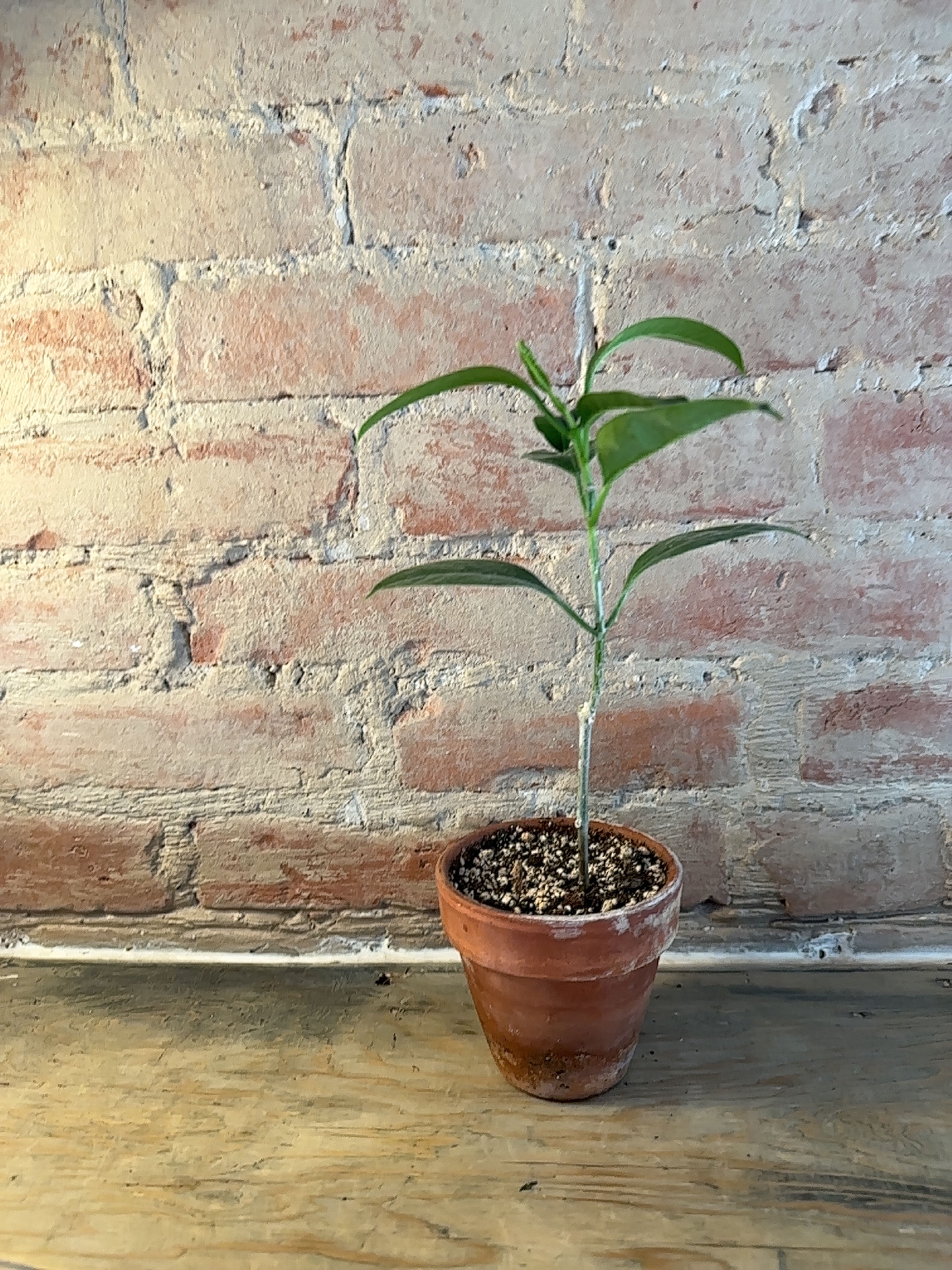 Potted Shooting Stars Wax Plant against a brick wall background.