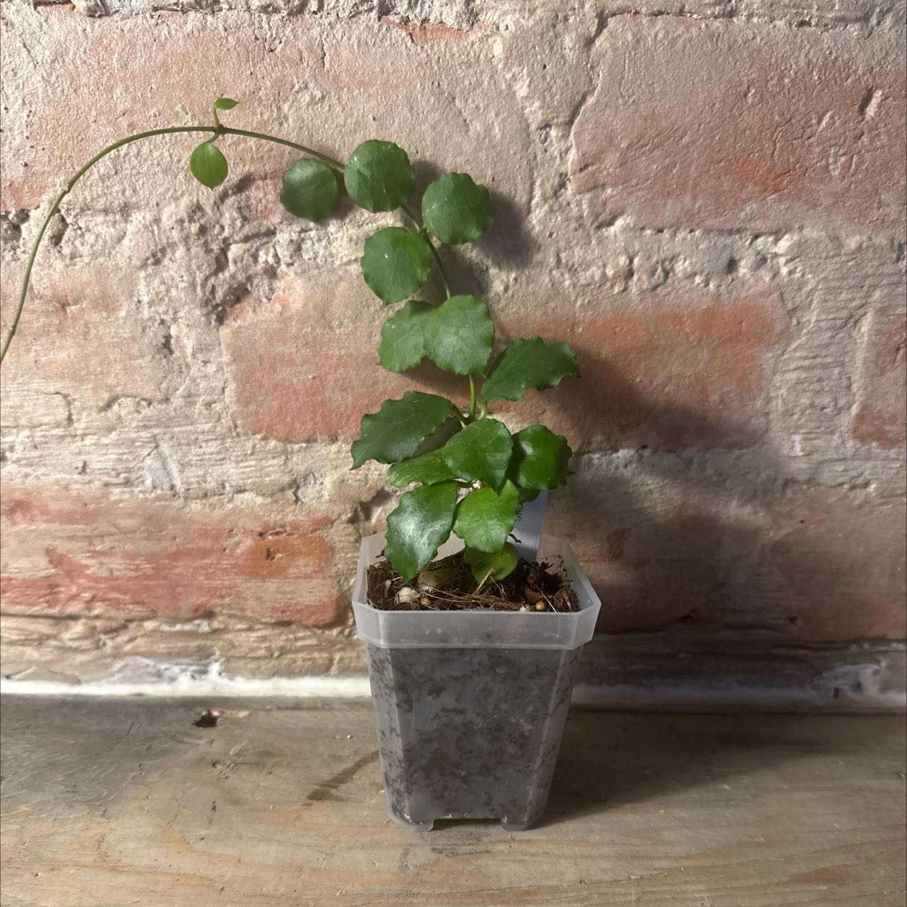 House Holly-Fern in a plastic pot against a brick wall background.