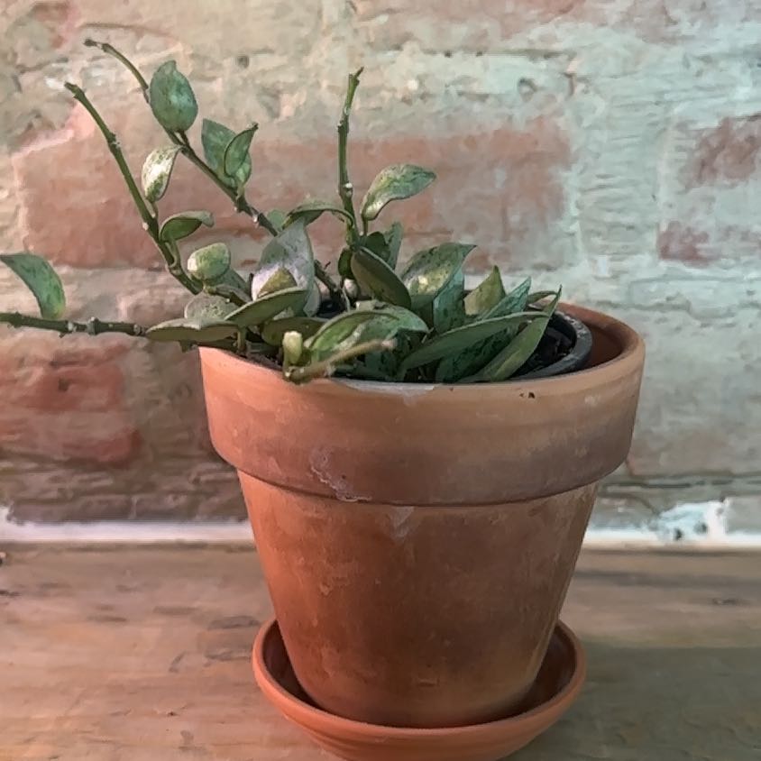 Hoya khroniana Silver Splash plant in a terracotta pot against a brick wall.