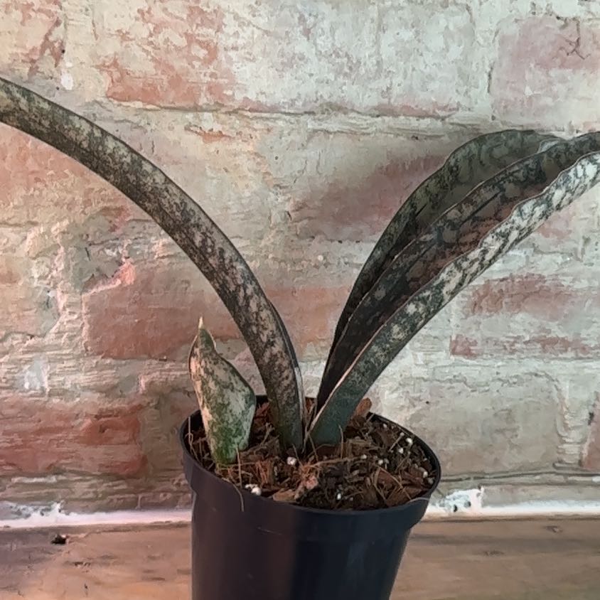 Photo of the plant species Coppertone Snake Plant by @Turkey named Leonardo on Greg, the plant care app