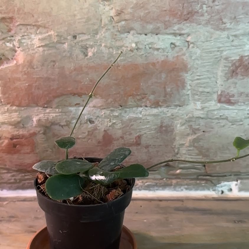 Potted Hoya rotundiflora plant with round green leaves in a black pot.