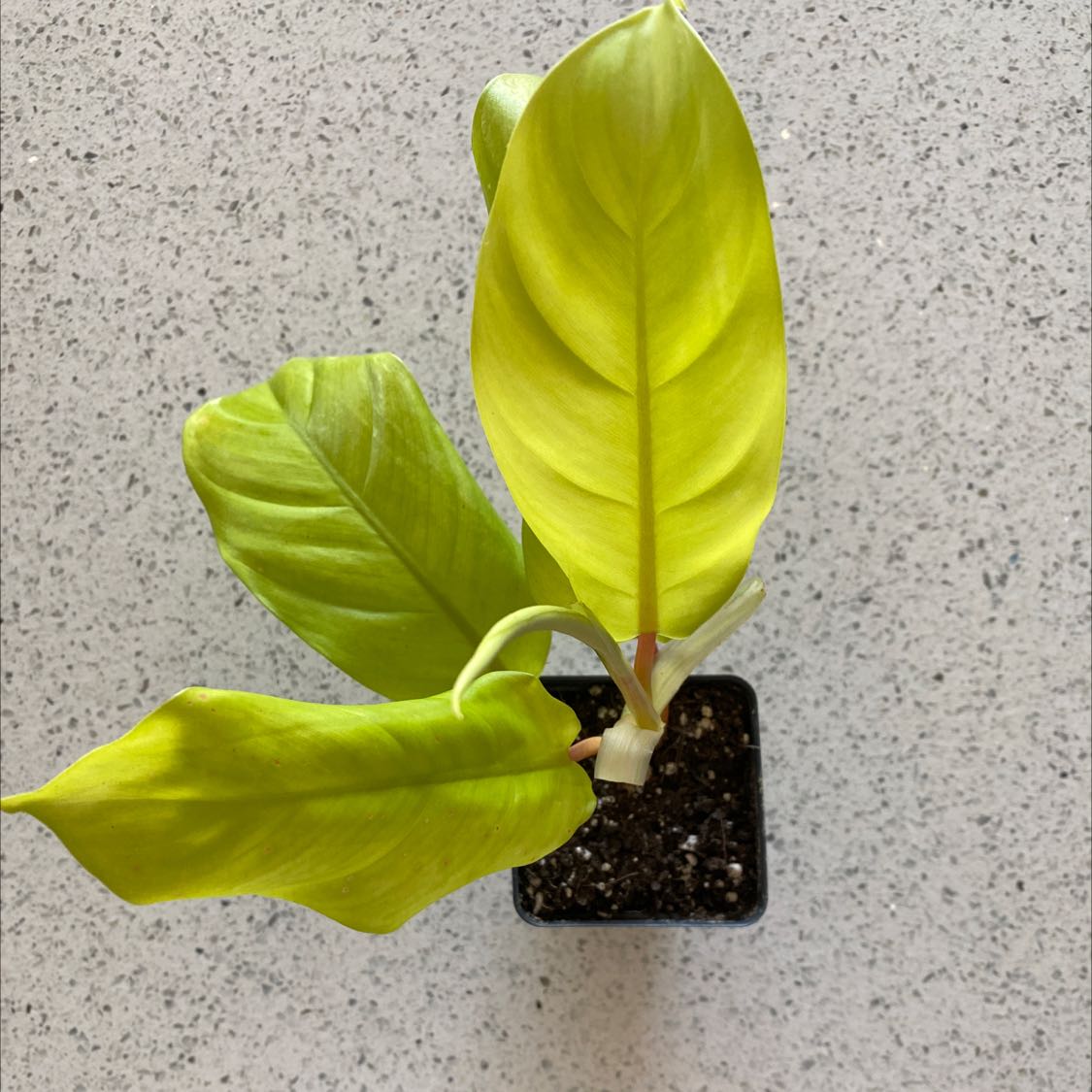 Golden Goddess Philodendron plant with bright green leaves in a small pot.
