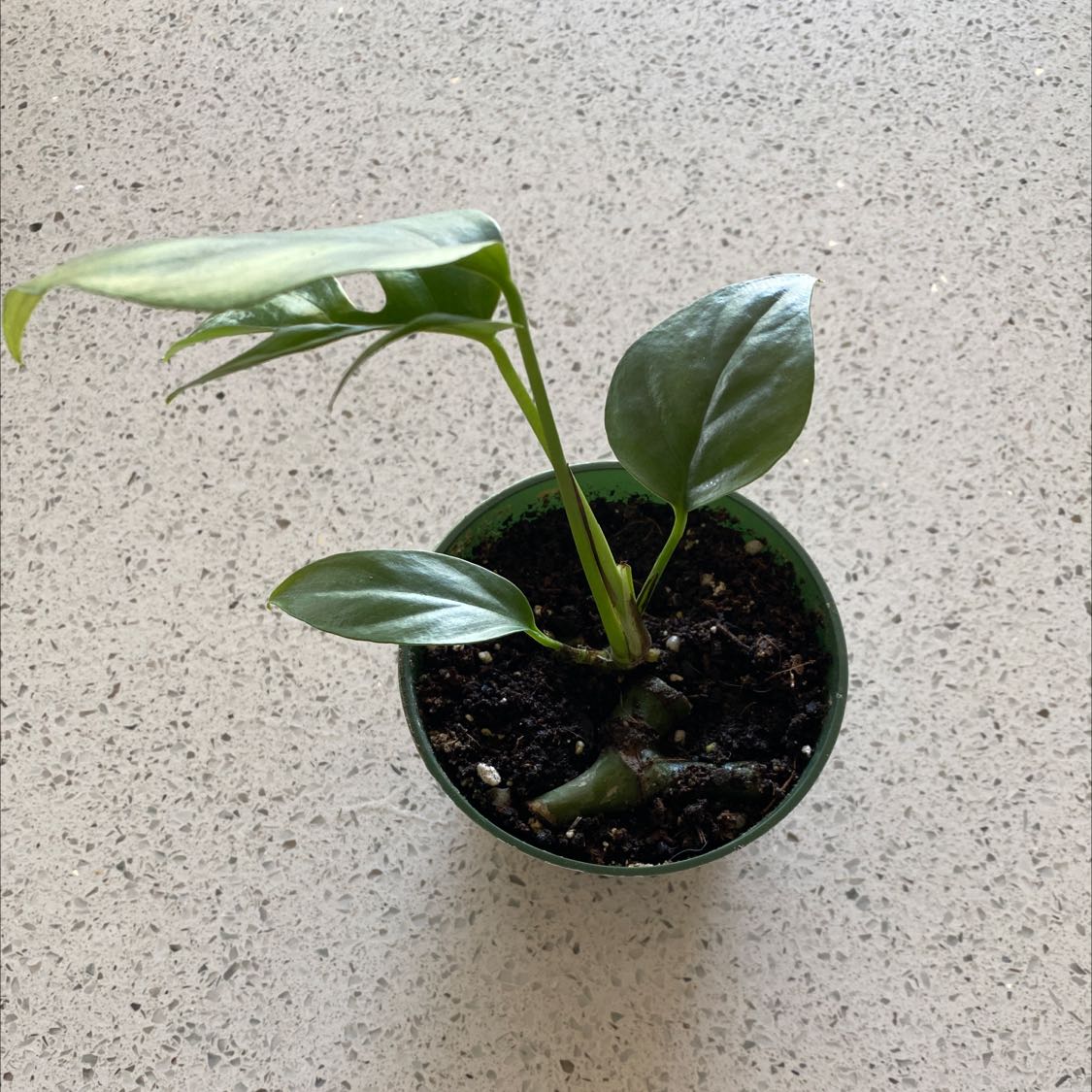 A healthy Mini Monstera plant in a small pot with visible soil.
