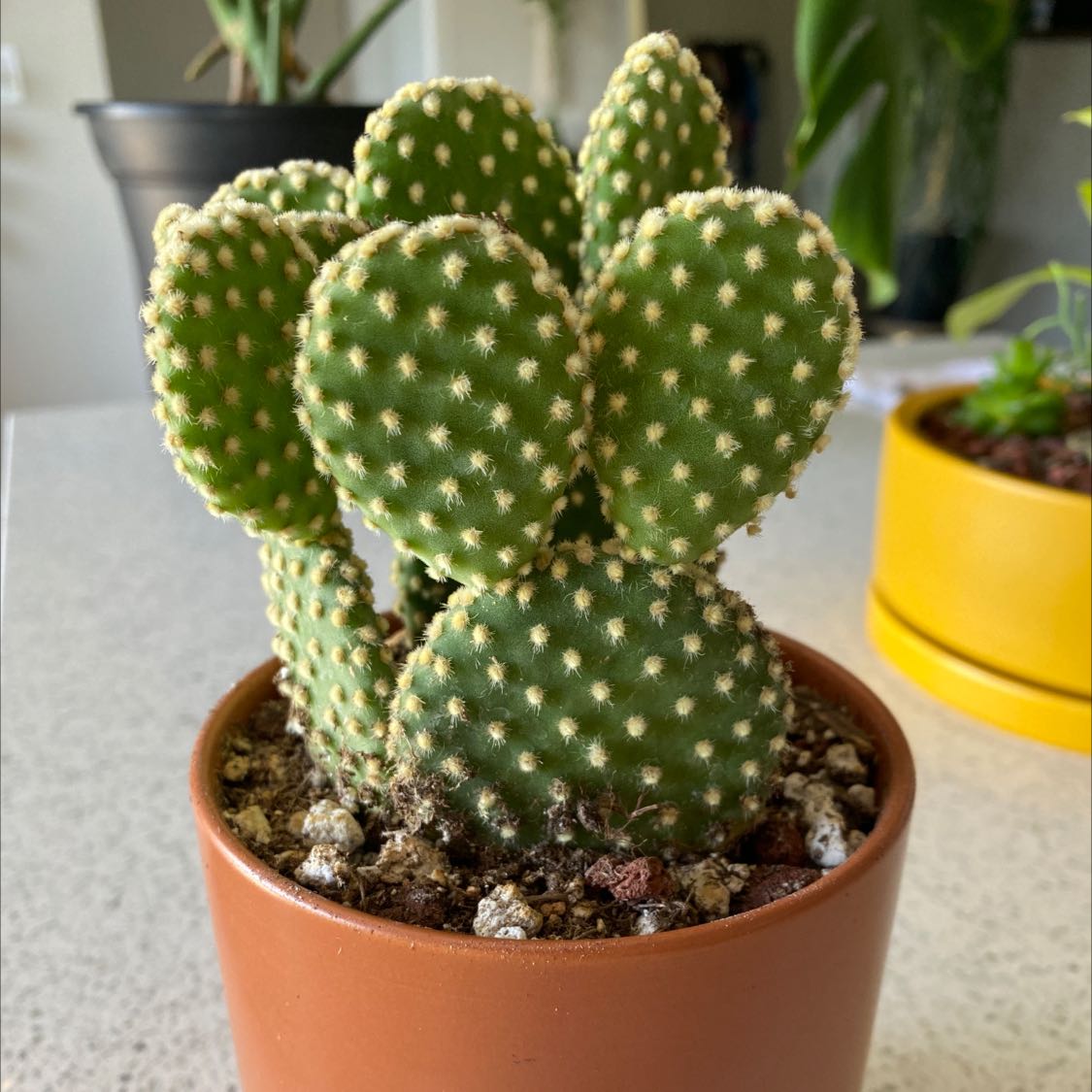 Bunny Ears Cactus (Opuntia microdasys) in a small pot, healthy and well-framed.