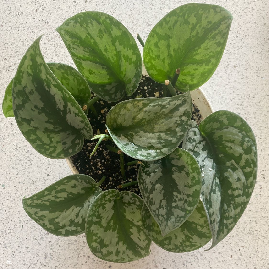 Healthy satin pothos plant with silvery-green variegated leaves in rosette pattern, growing in dark soil.