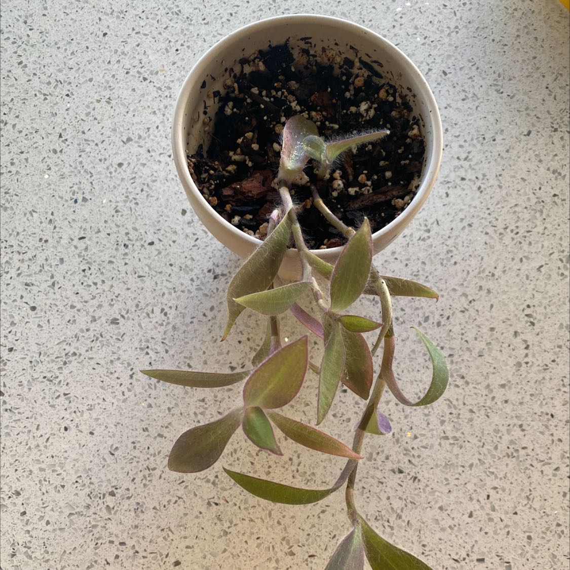 Potted White Velvet plant with elongated, slightly purple-tinged leaves and visible soil.