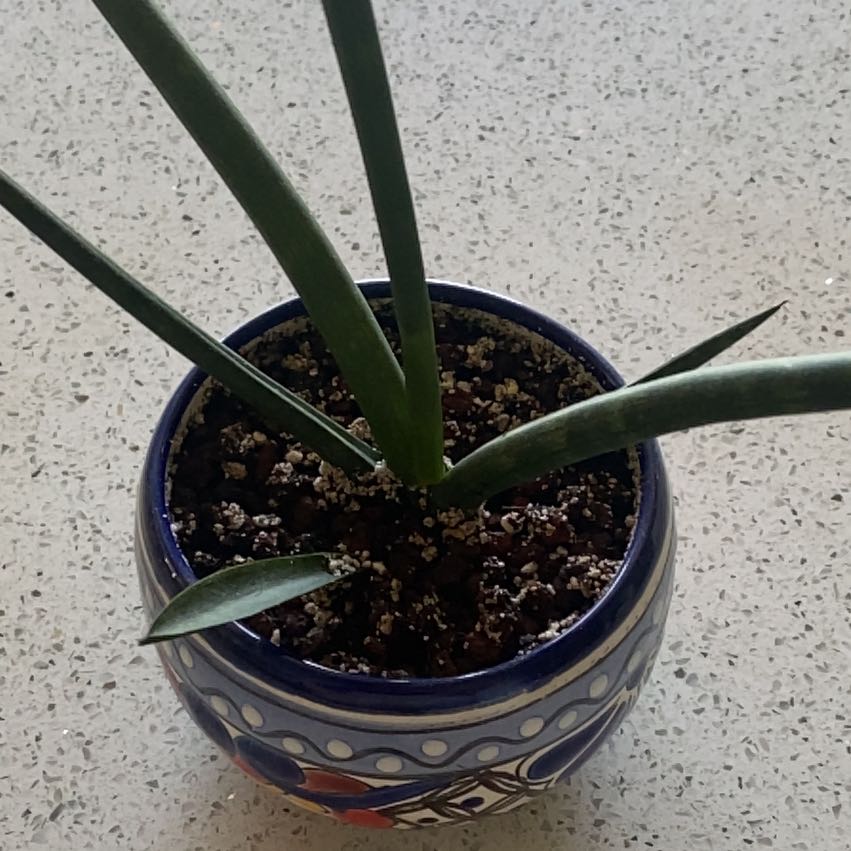 Cylindrical Snake Plant in a decorative pot with visible soil, healthy leaves.