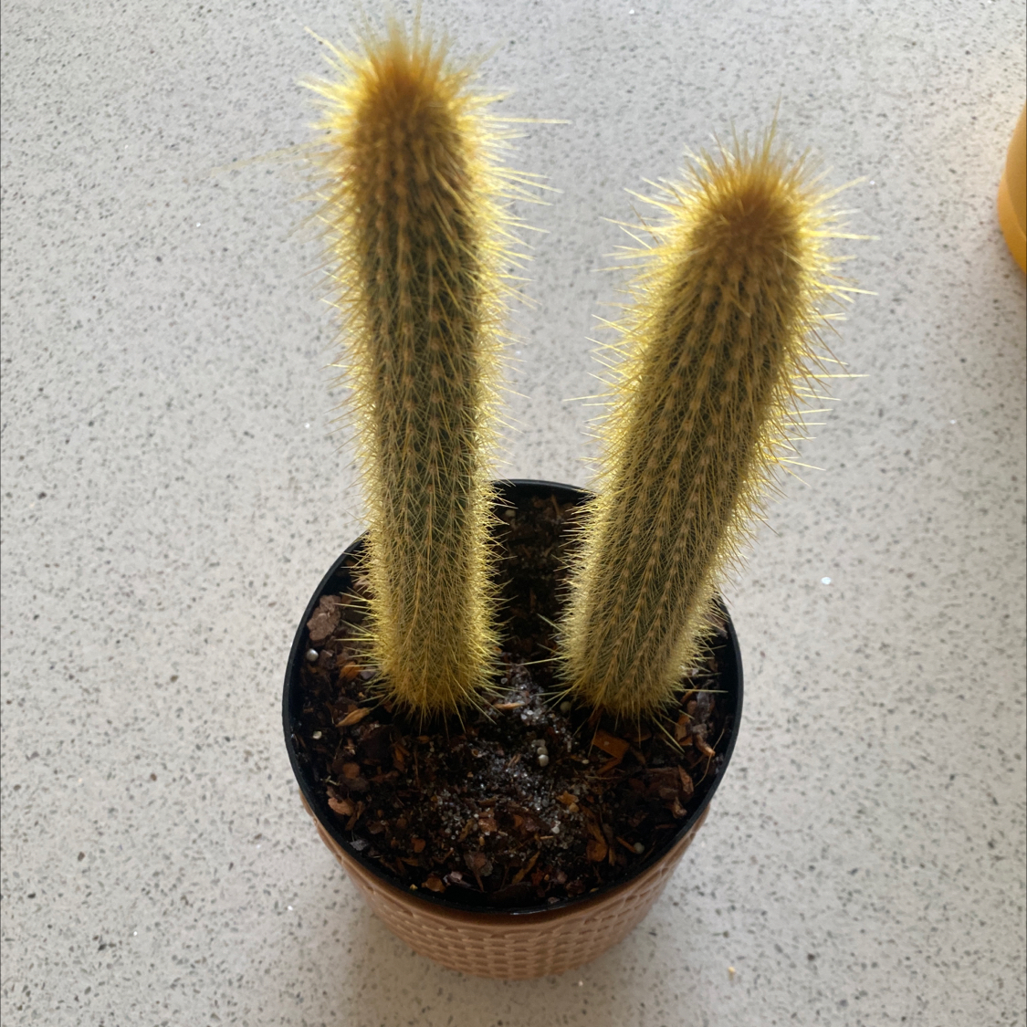 Potted Golden Snakecactus with two tall, cylindrical stems covered in spines.