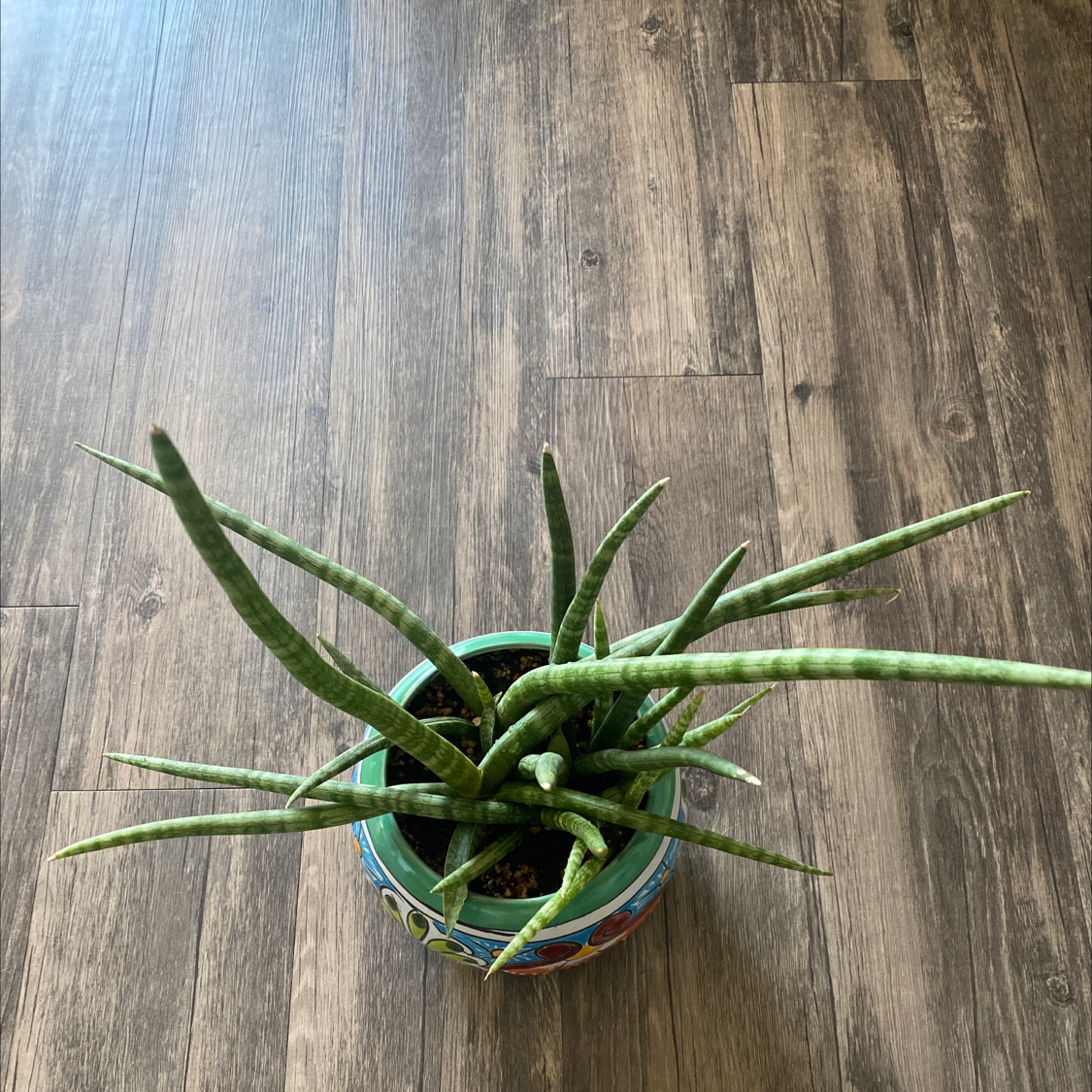 Cylindrical Snake Plant in a decorative pot on a wooden floor.