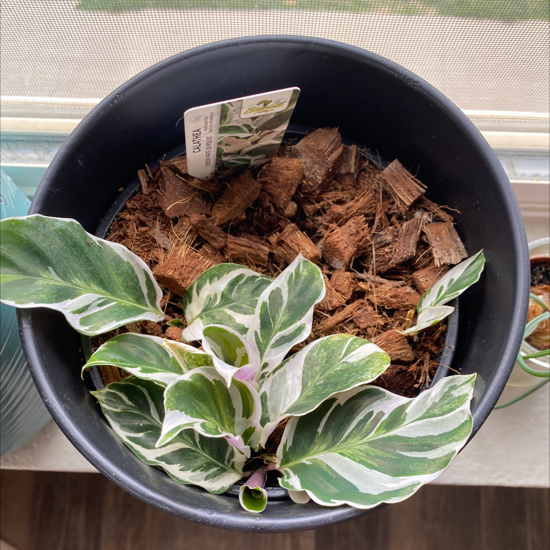 A Calathea roseopicta houseplant in poor health with significant leaf browning and yellowing. A hand points out the damaged leaves.