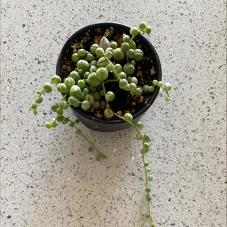 String of Pearls plant in Broomfield, Colorado