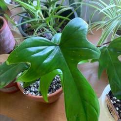 Philodendron 'Florida Ghost' plant