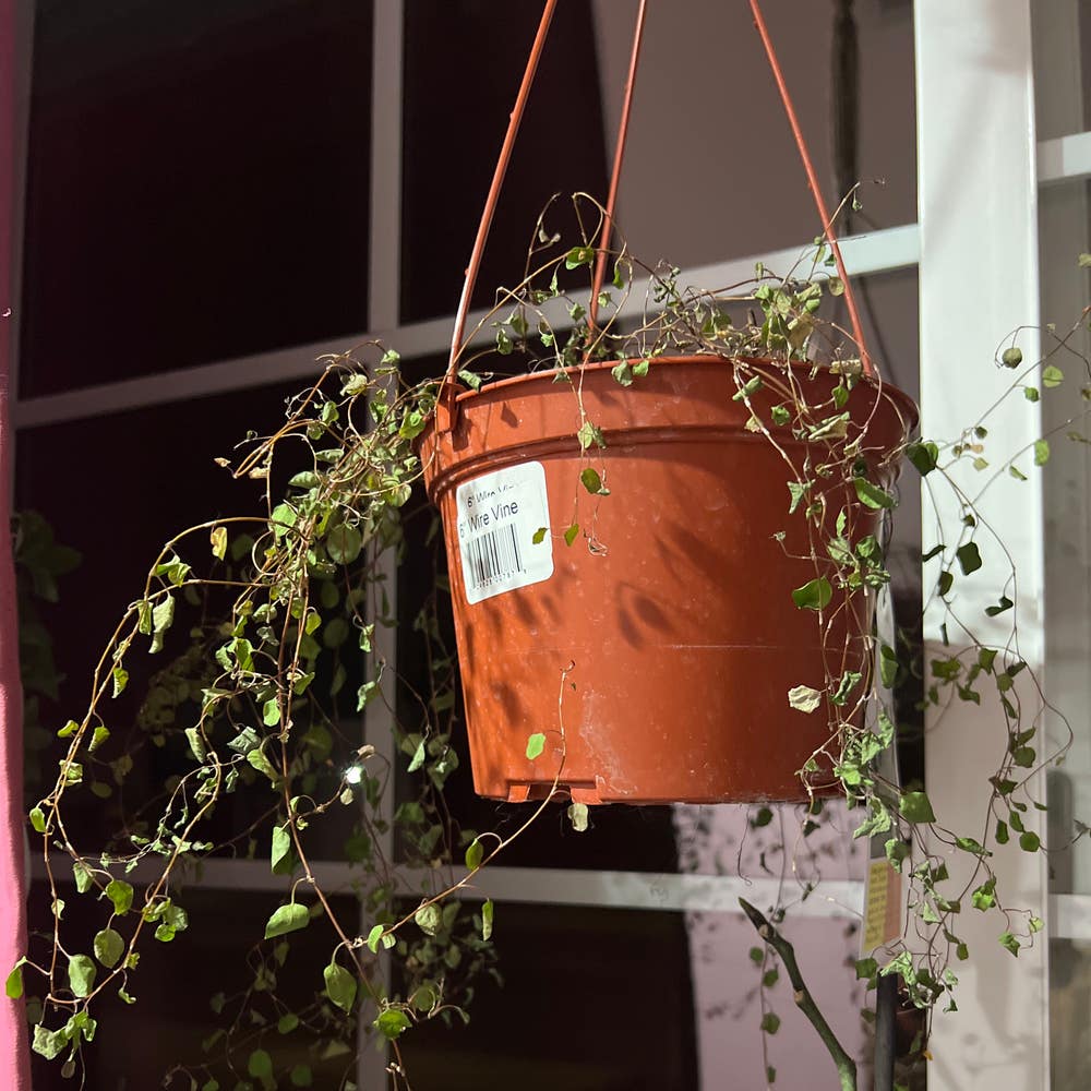 Creeping Wire Vine Plant Care: Water, Light, Nutrients