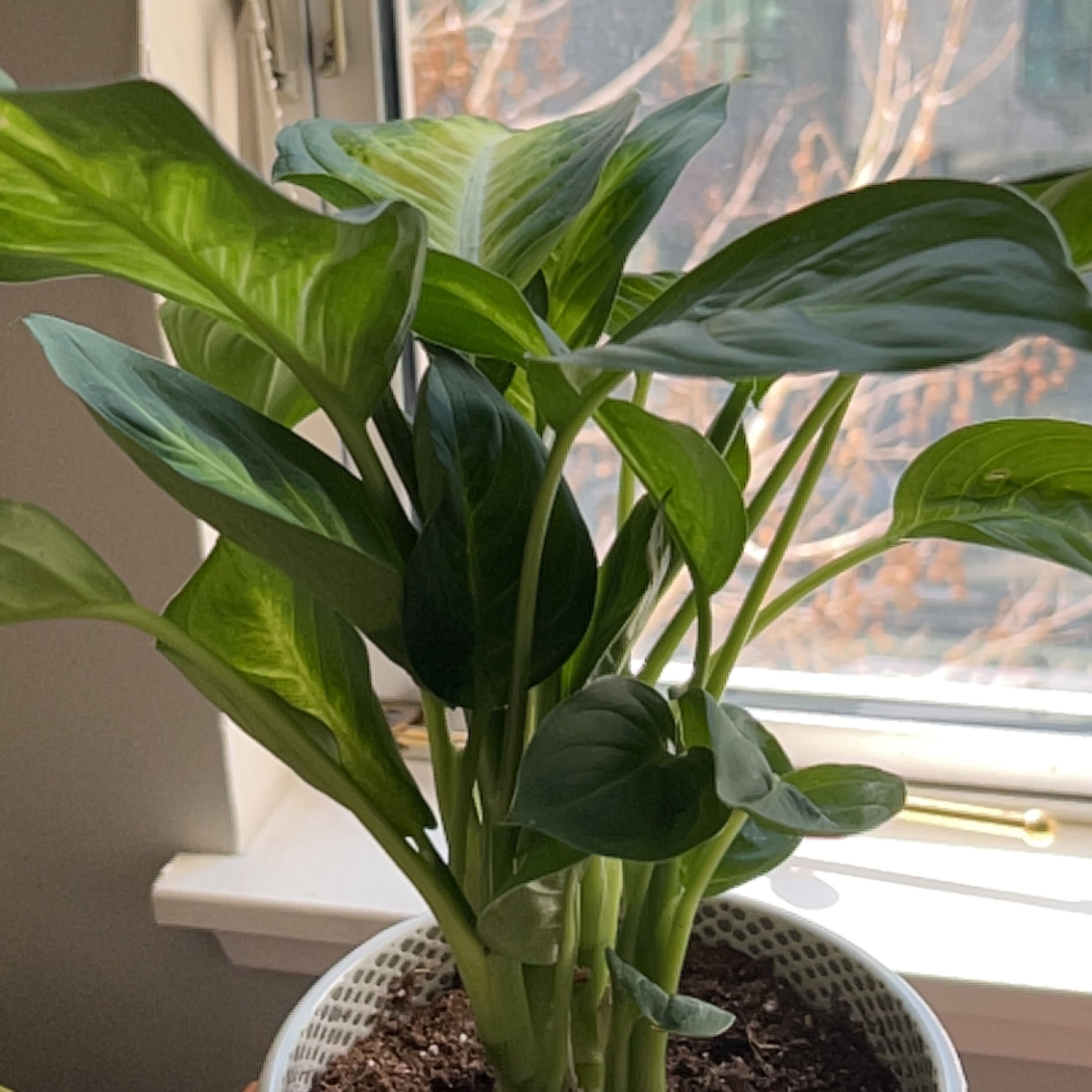 A thriving, healthy potted Calla Lily houseplant with large, lush green leaves, sitting on a bright windowsill.