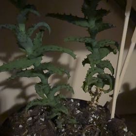 Photo of the plant species Aloe castellorum by @VipSpicebush named Dax on Greg, the plant care app