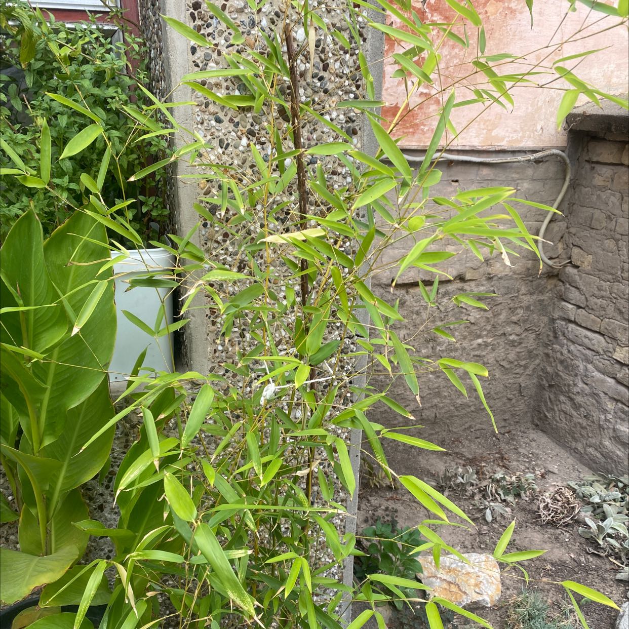 Monk's Belly Bamboo plant in an outdoor setting with green leaves and a stone wall in the background.