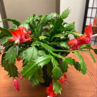 False Christmas Cactus plant in Signal Mountain, Tennessee