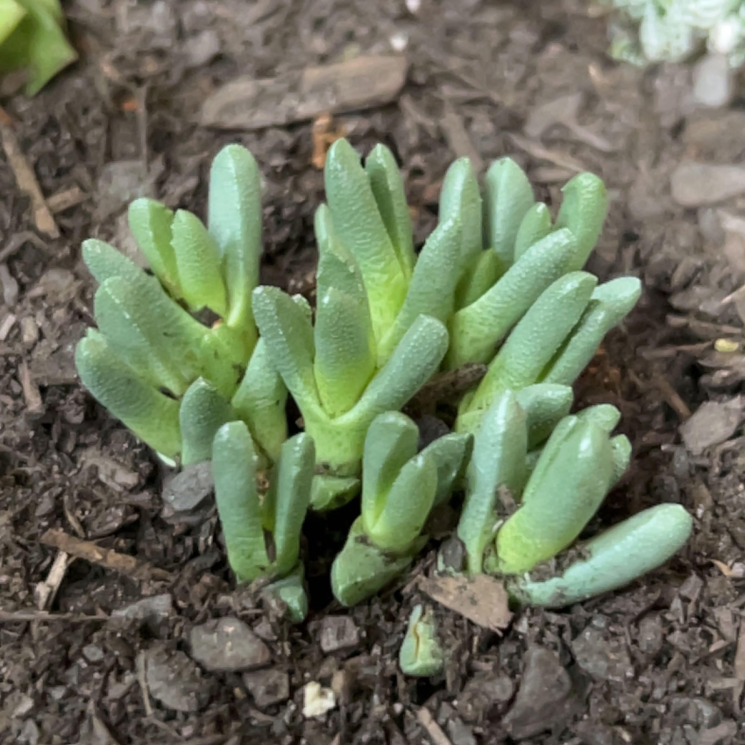 Coppery Mesemb succulent with cylindrical green leaves growing in soil.
