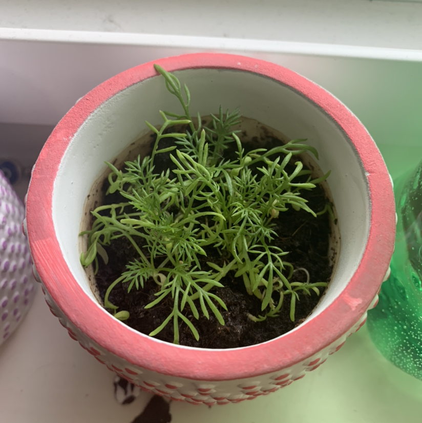Young German Chamomile plant in a pot with green foliage and visible soil.