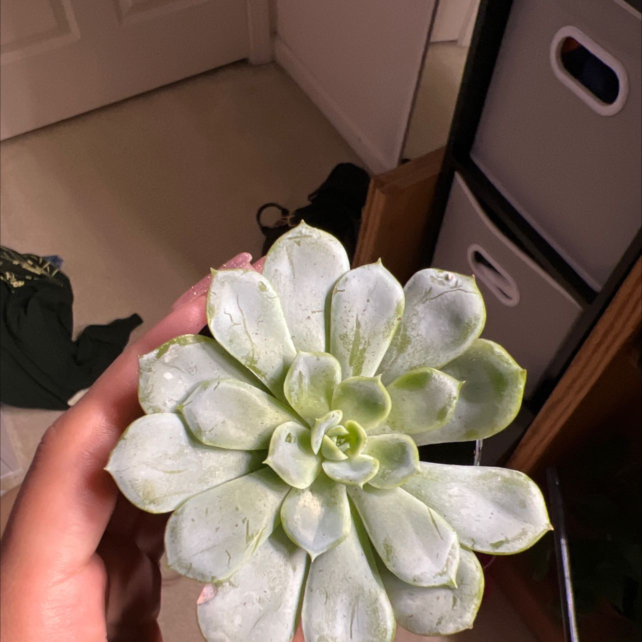 Echeveria 'Arctic Ice' succulent held by a hand, appears healthy.