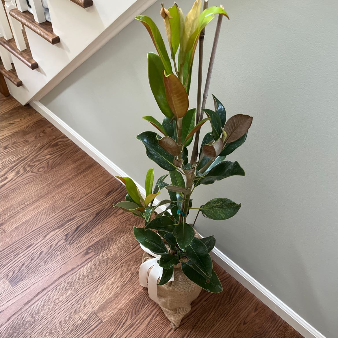 Southern Magnolia plant in a pot indoors, with some yellowing and browning leaves.