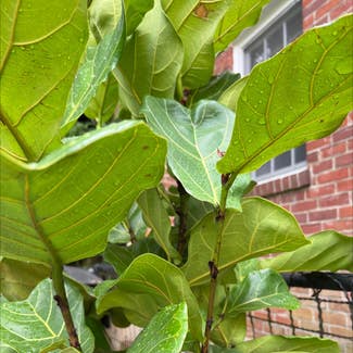 Fiddle Leaf Fig plant in Louisville, Kentucky