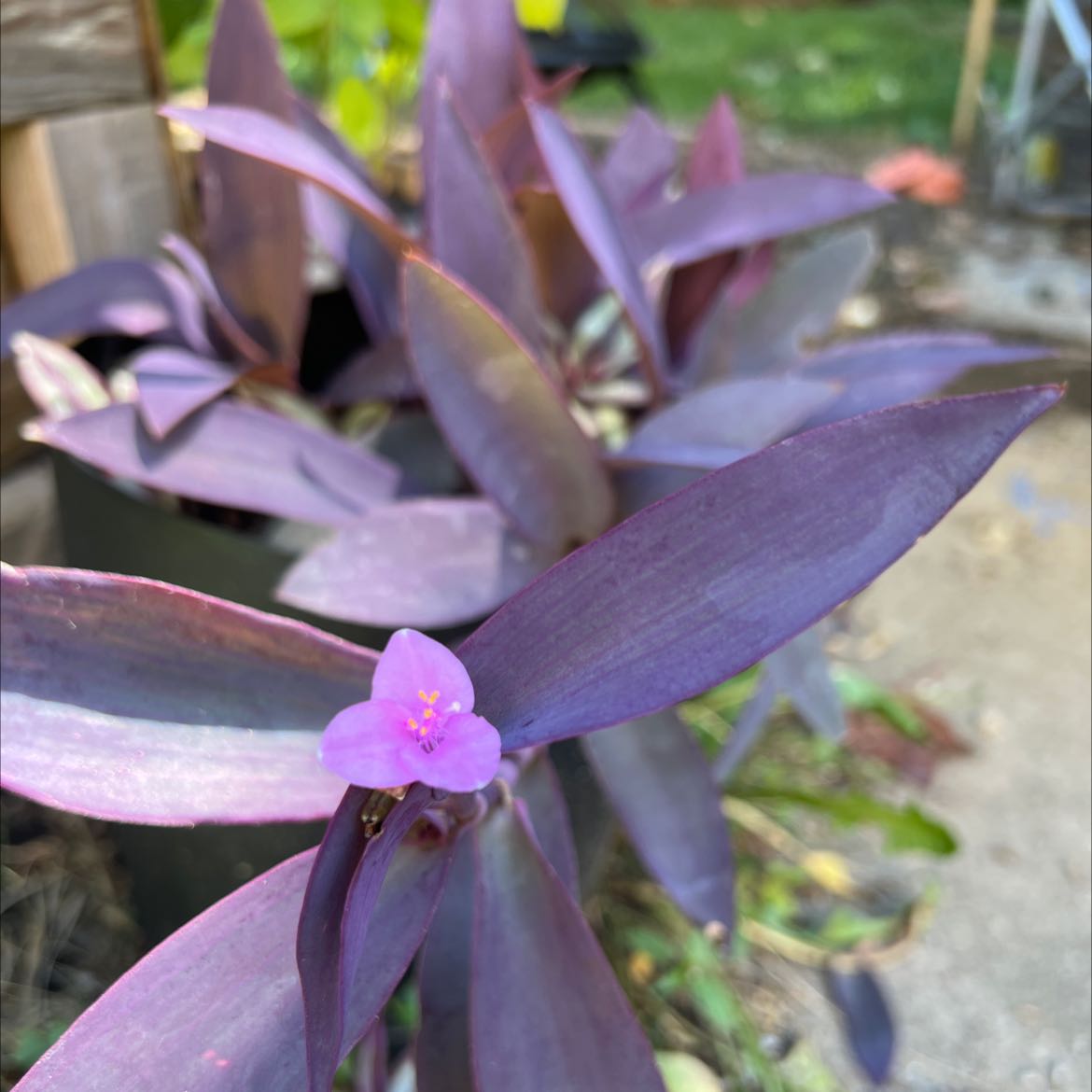 Photo of the plant species Purple Heart by @KanyesVest69 named Ronaldo on Greg, the plant care app