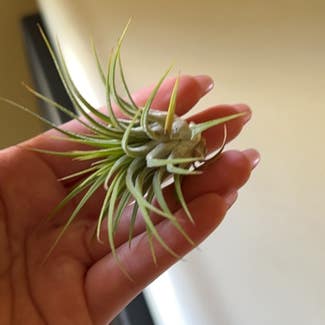 Blushing Bride Air Plant plant in Louisville, Kentucky