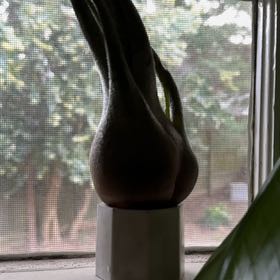 Photo of the plant species Victoriana Air Plant by @Ketchupomustard named Sonora on Greg, the plant care app