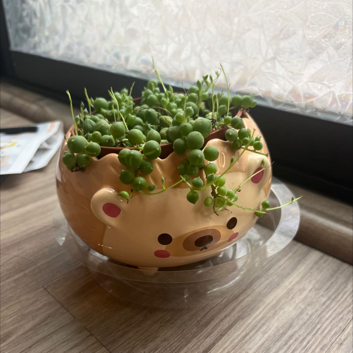 String of Pearls plant in a decorative bear-shaped pot on a windowsill.