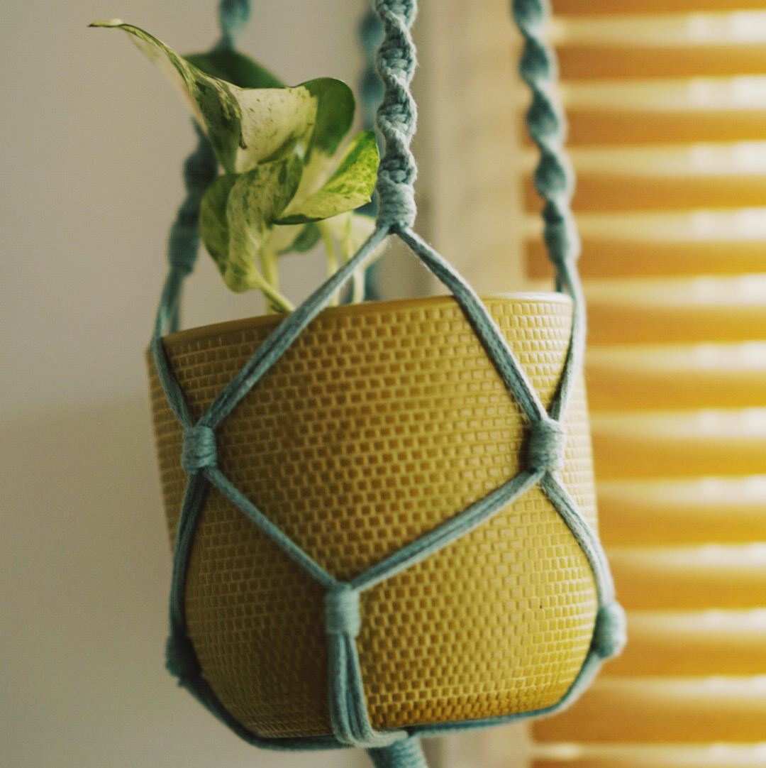 Manjula Pothos plant photo by @Nallon named Bigleef Smalls on Greg, the plant care app.