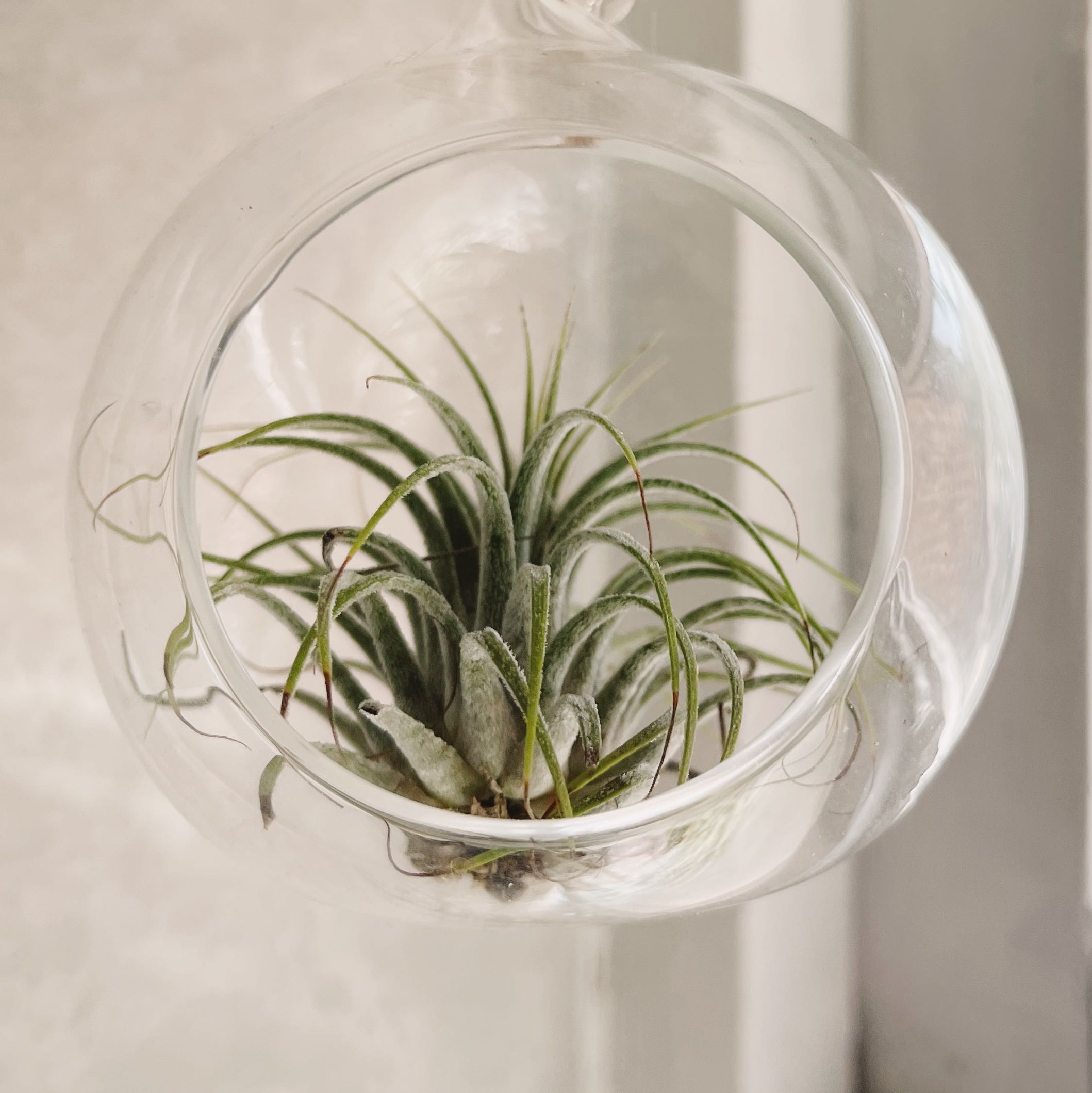 Droophead Tufted Airplant Hardiness Zones 8a11b