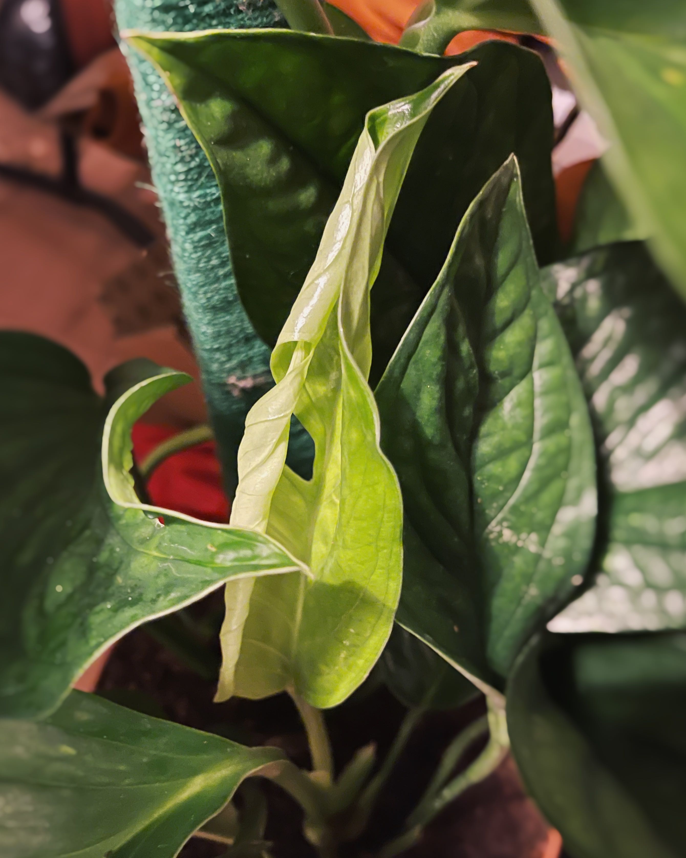 Why Are There Black Spots on My Monstera Peru Leaves?