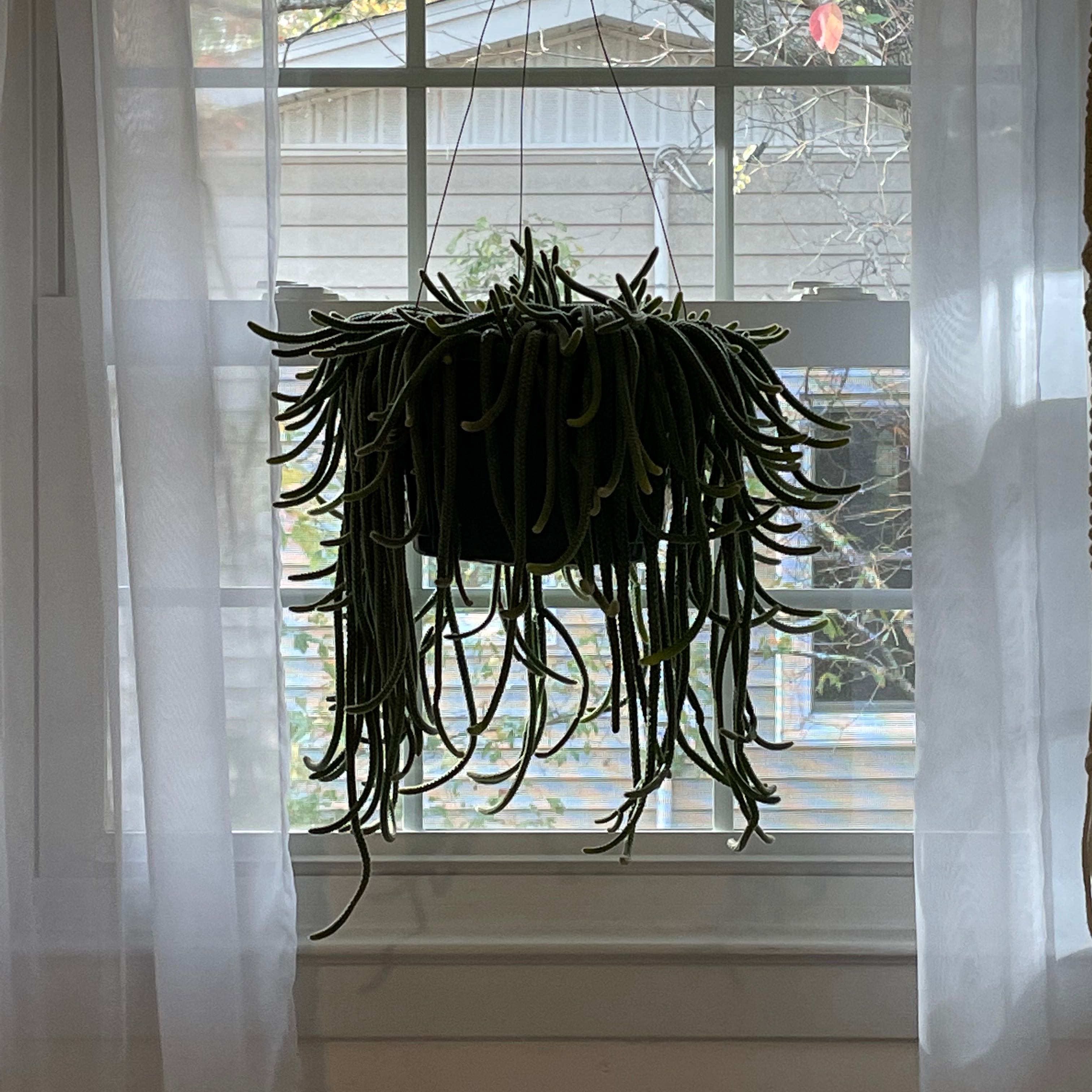 Hanging Rat Tail Cactus with long, green stems in front of a window.