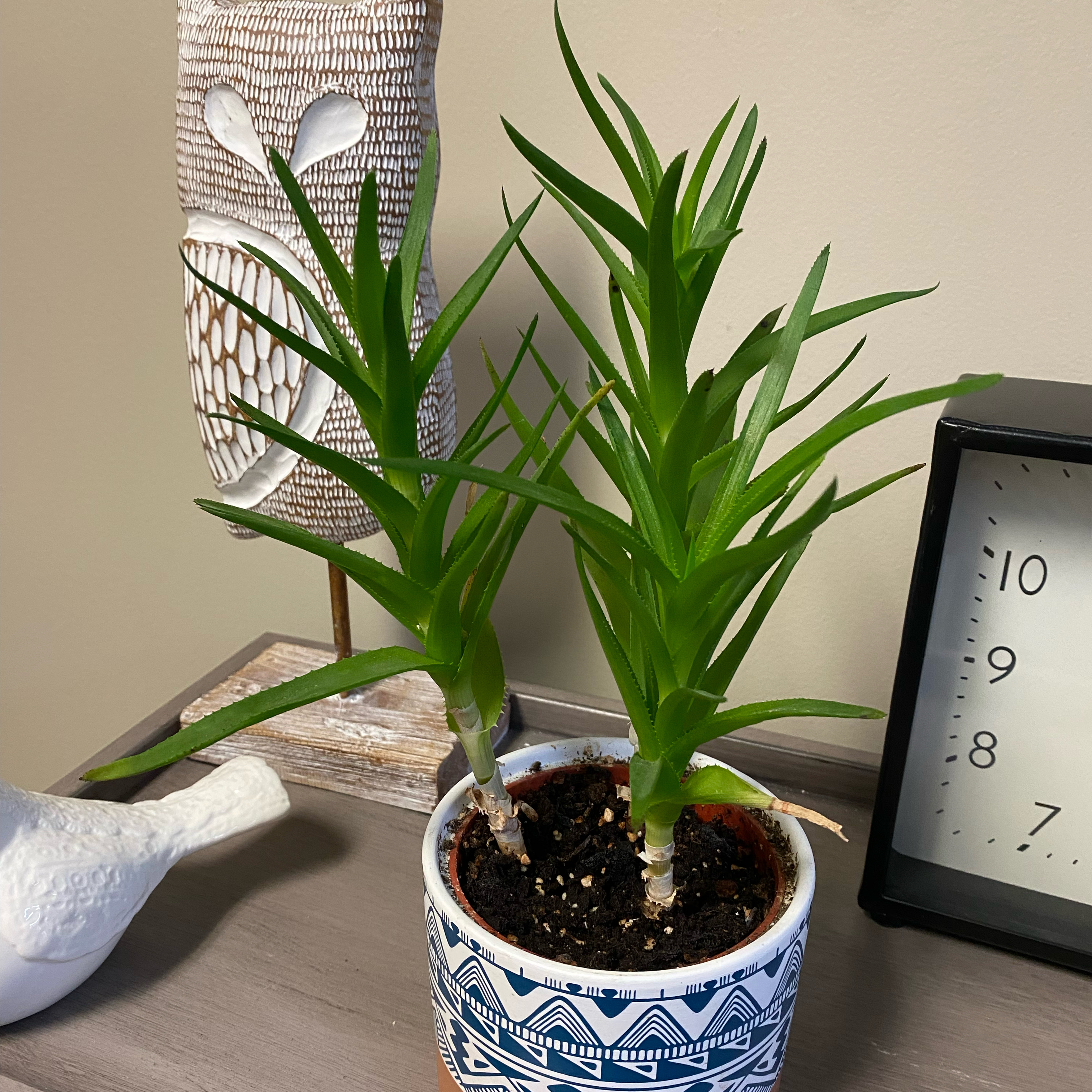 Climbing Aloe plant in a decorative pot with vibrant green leaves and visible soil.