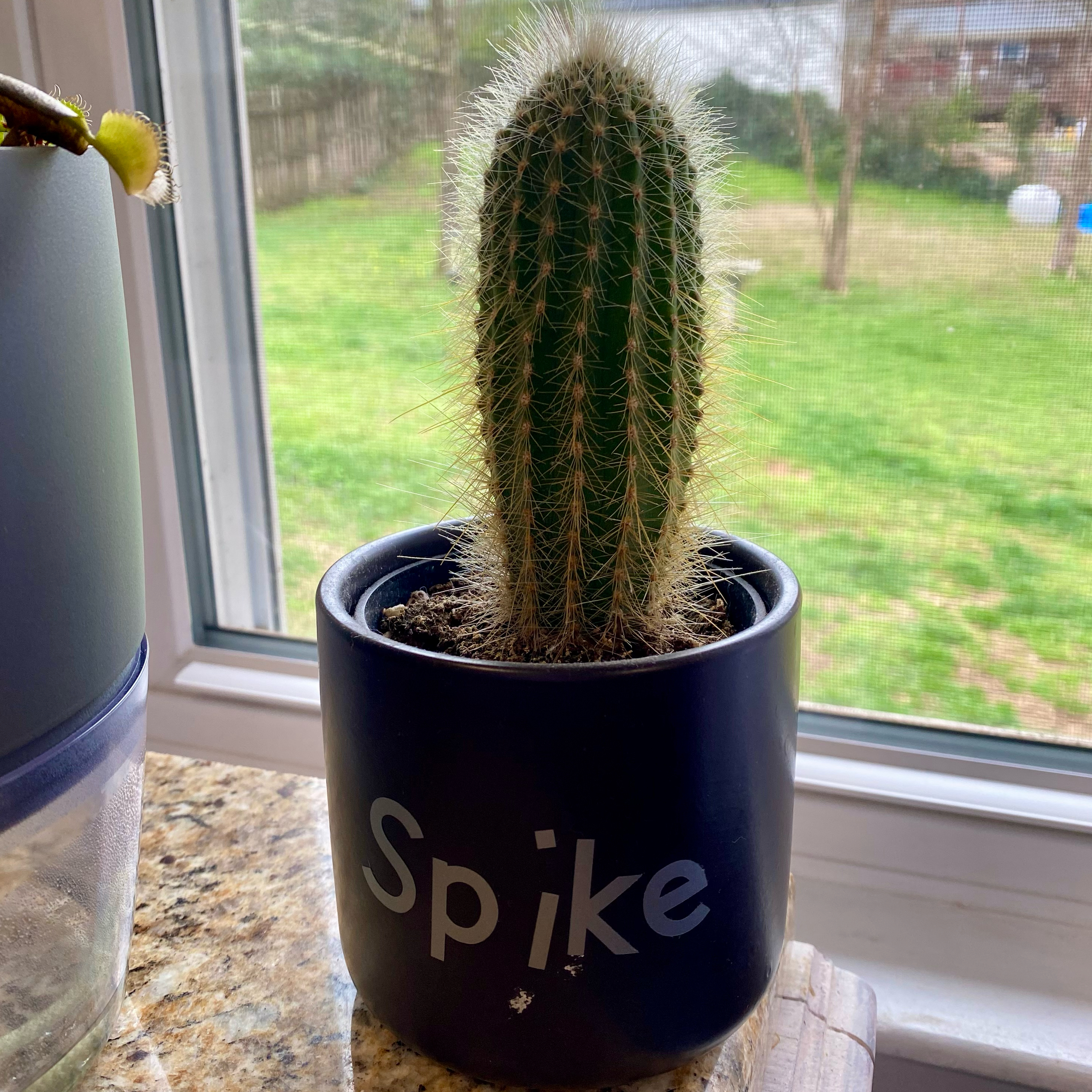 Potted Golden Torch cactus on a windowsill with a view of a grassy area.